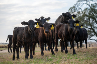 Group of black cows with yellow tags in a grassy field.